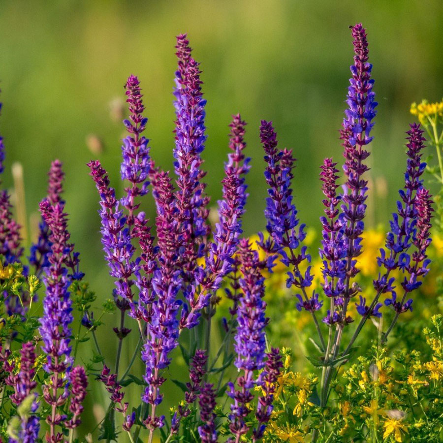 Establishment of a specialized complex for cultivating medicinal plants