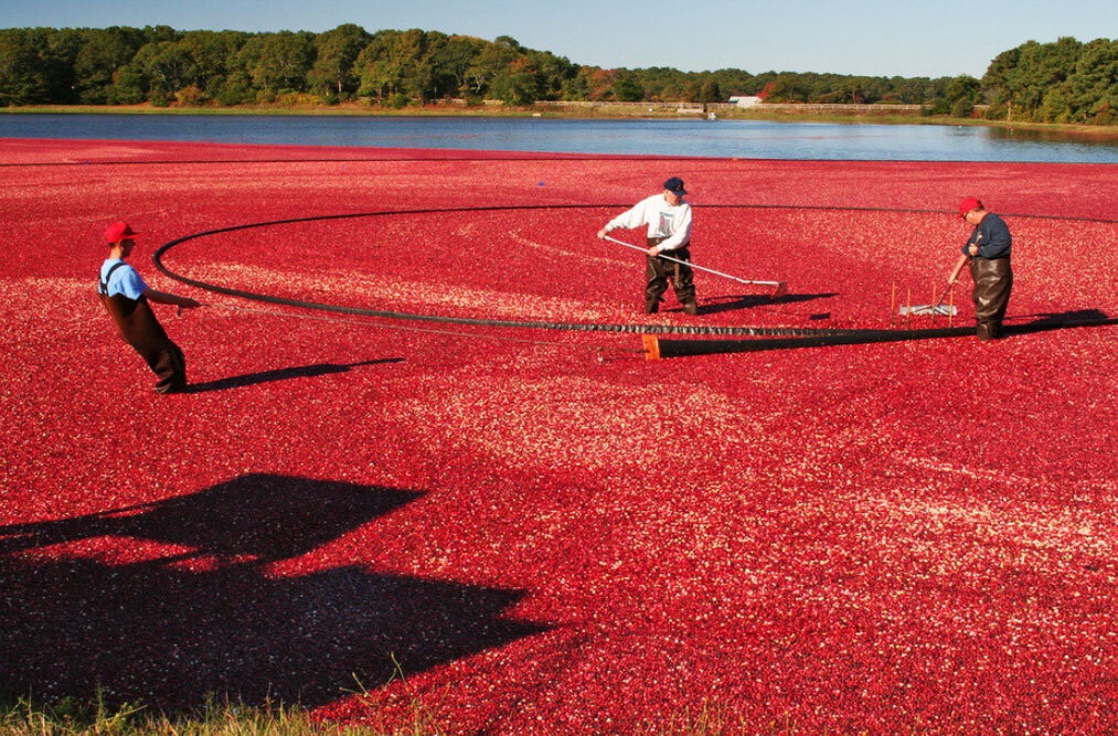 Growing cranberries and their subsequent blast freezing