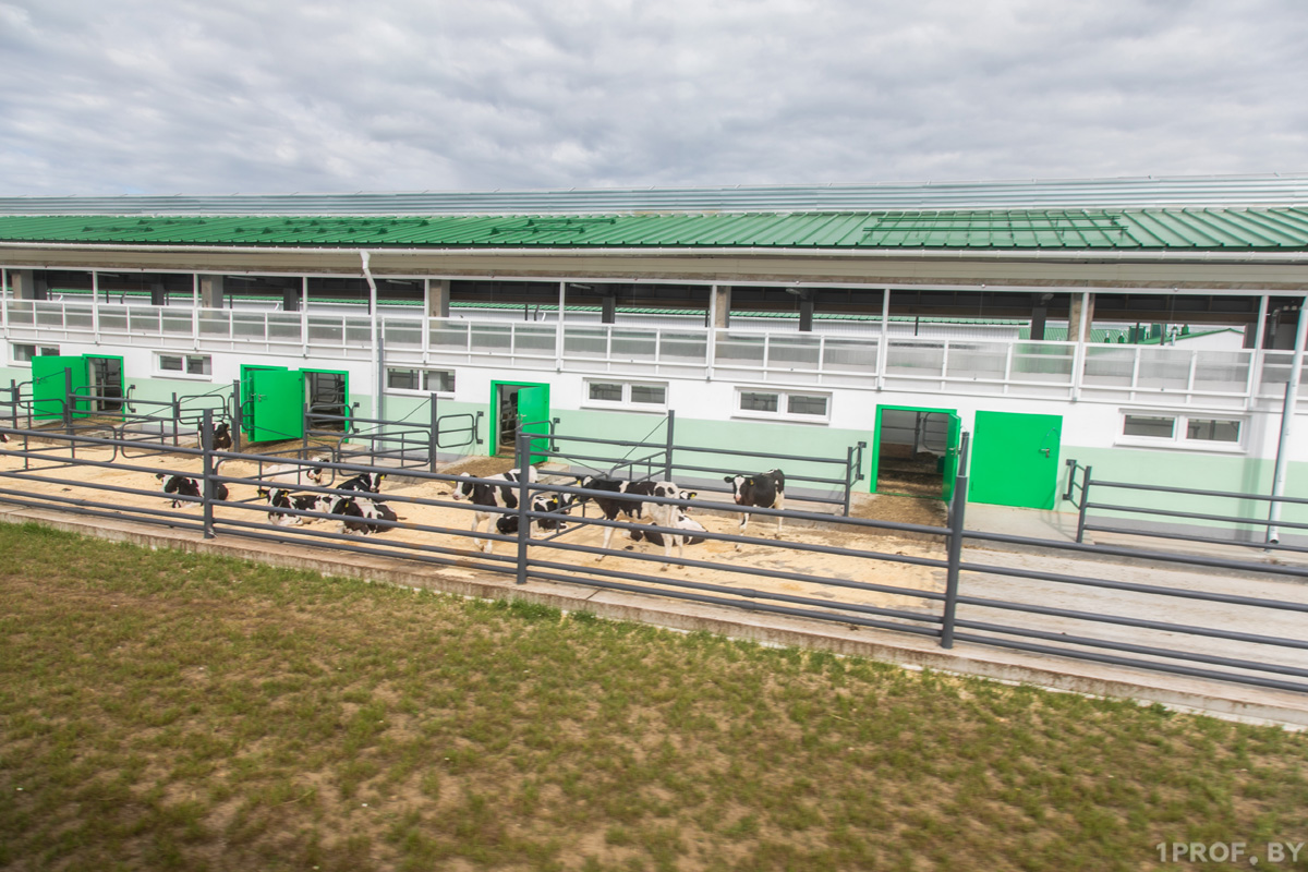 Construction of a dairy complex