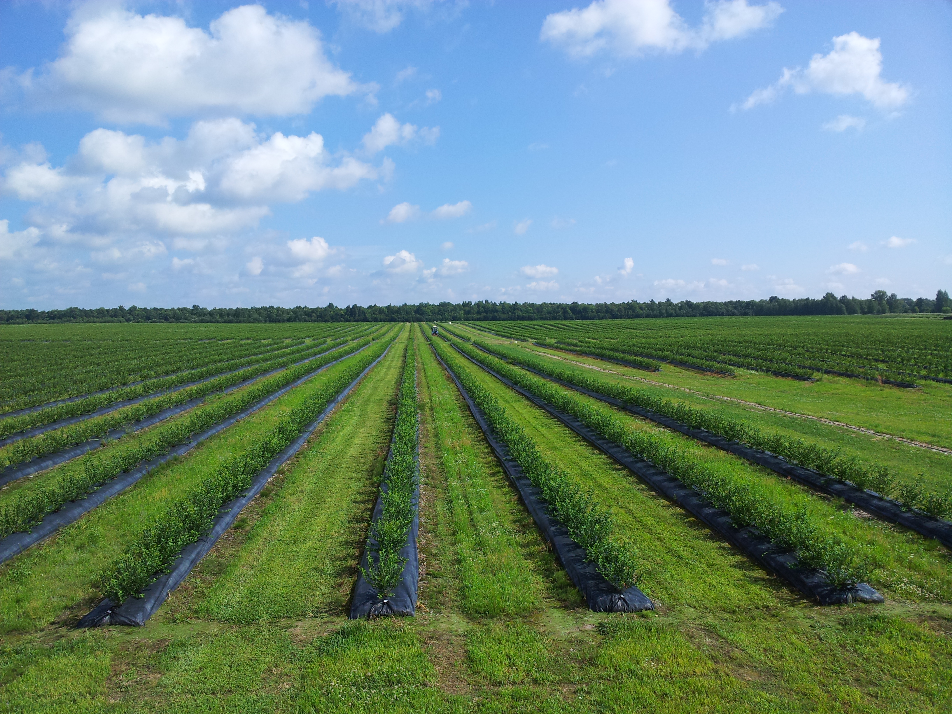 Cultivation of blueberry/ thuja 