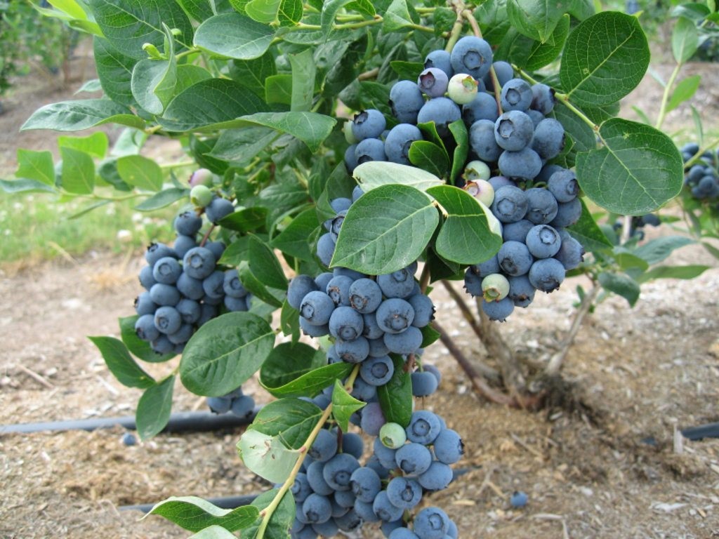 The cultivation of highbush blueberry