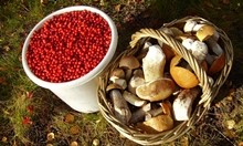To establish an enterprise for collection and processing of berries and mushrooms