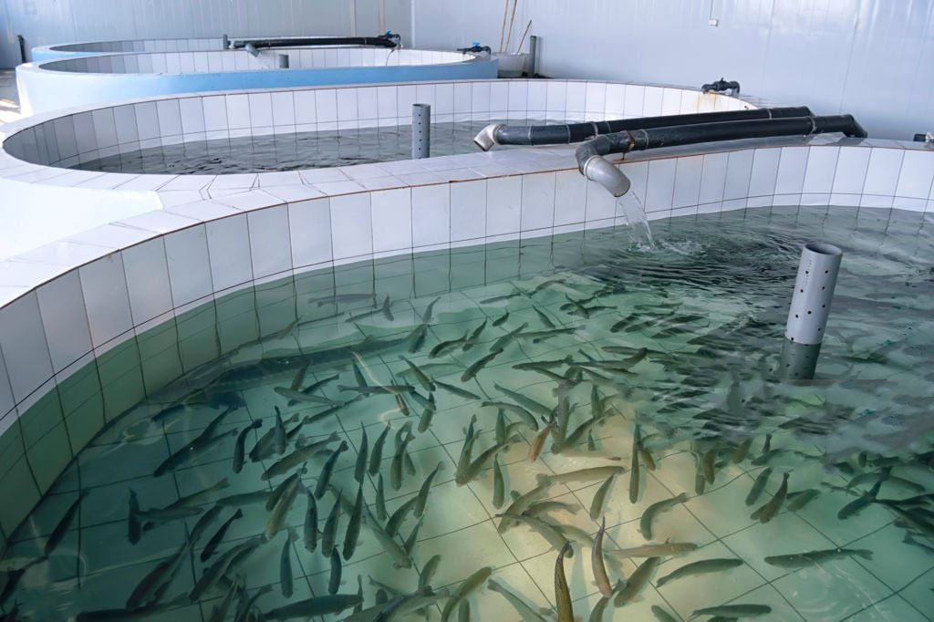 Commercial African Catfish Farming